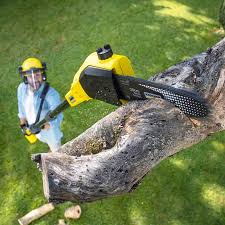 Best Seasonal Cleanup (Spring/Fall)  in New Haven, MI