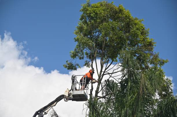 How Our Tree Care Process Works  in  New Haven, MI